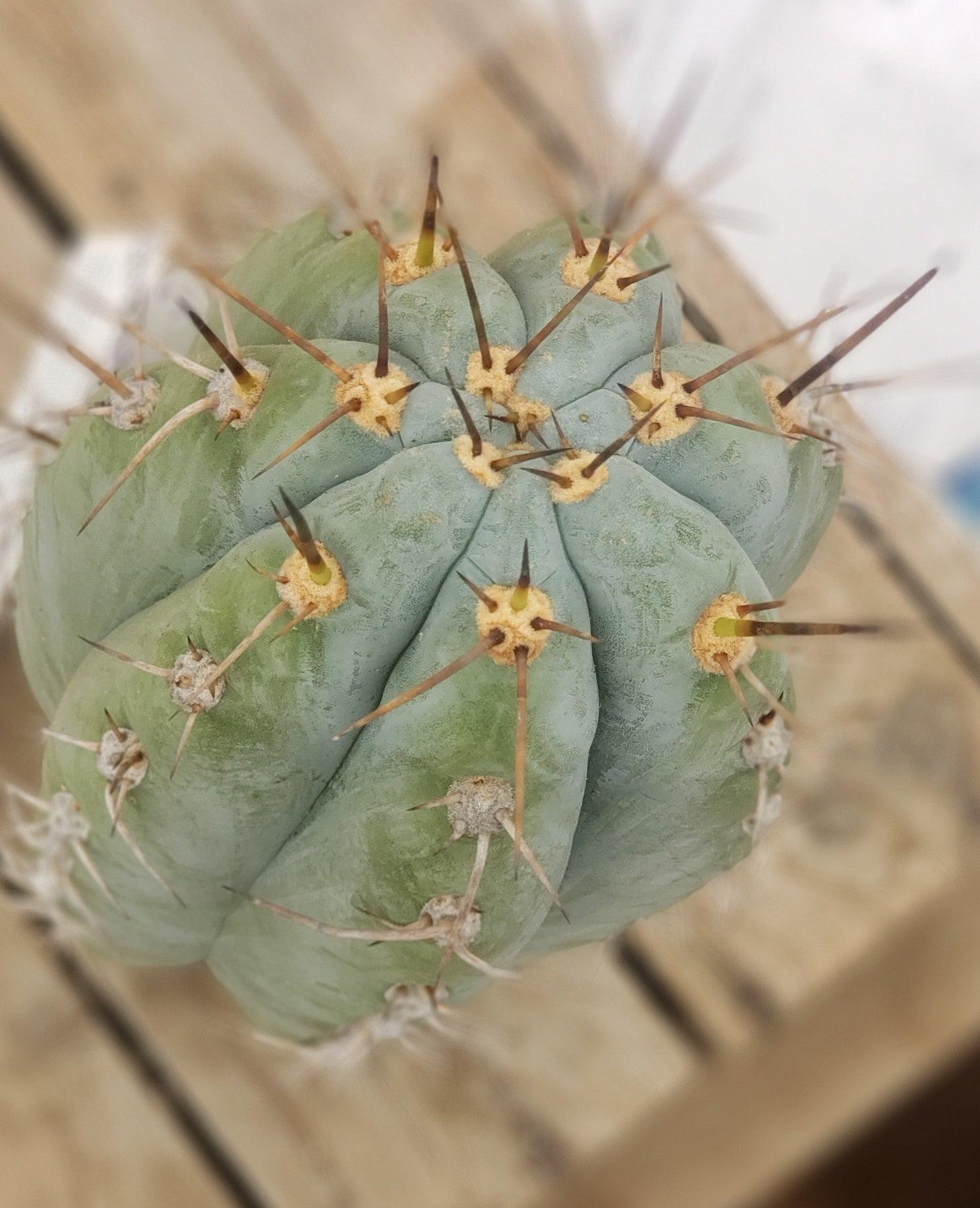 EC52 EXACT Trichocereus Peruvianus Perseverance #3 Cactus Cutting 10.5