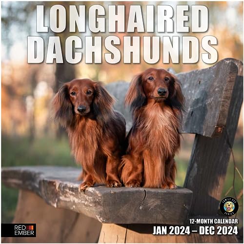 13 - Longhaired Dachshunds