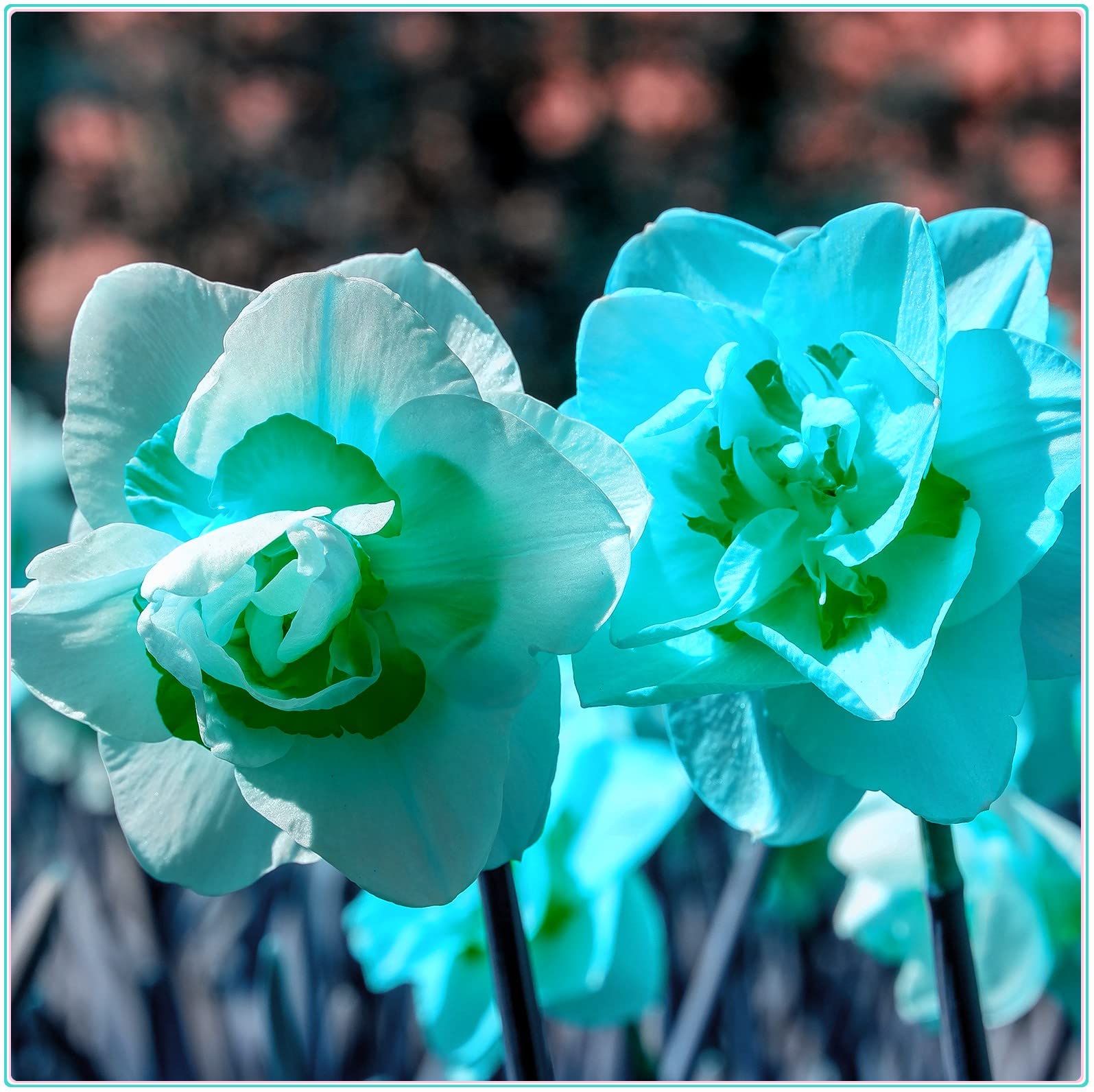 Narcissus Daffodil Bulbs - 5 Pack of Premium Perennial Flowering Bulbs for Planting | Beautiful Spring Blooms for Garden Beds, Containers & Indoor Pots | Perfect for Home Gardening, Landscaping & Gift Giving