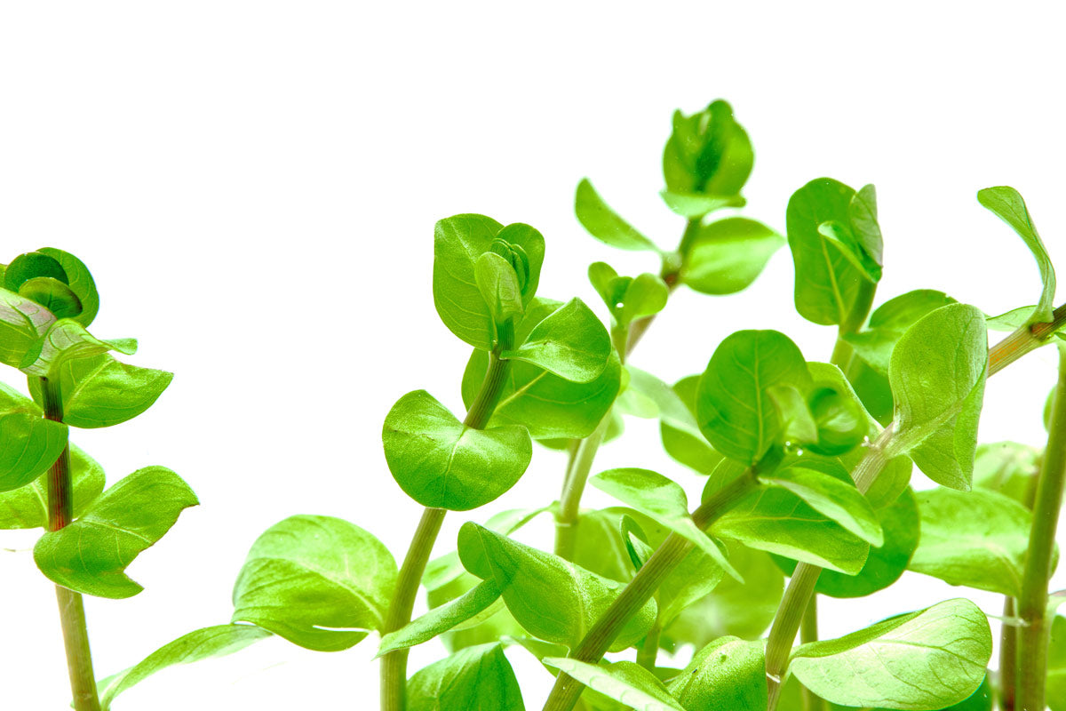 Rotala Fujian Aquatic Plant for Freshwater Aquariums - Perfect for Aquascaping, Fish Tanks & Planted Aquariums