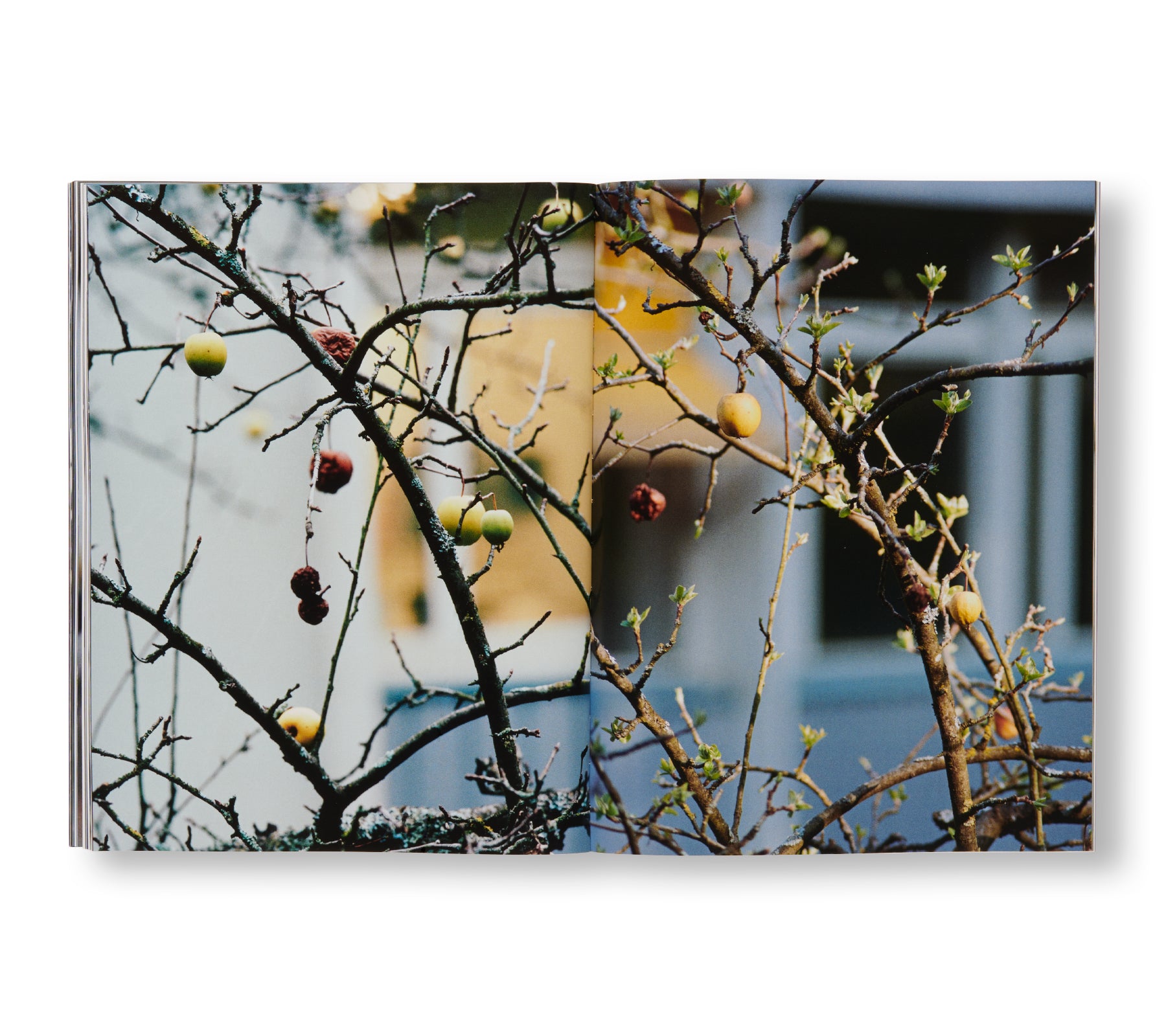 ONLY APPLES by Brigham Baker - Fresh Organic Apples for Healthy Snacks, Baking & Gift Baskets