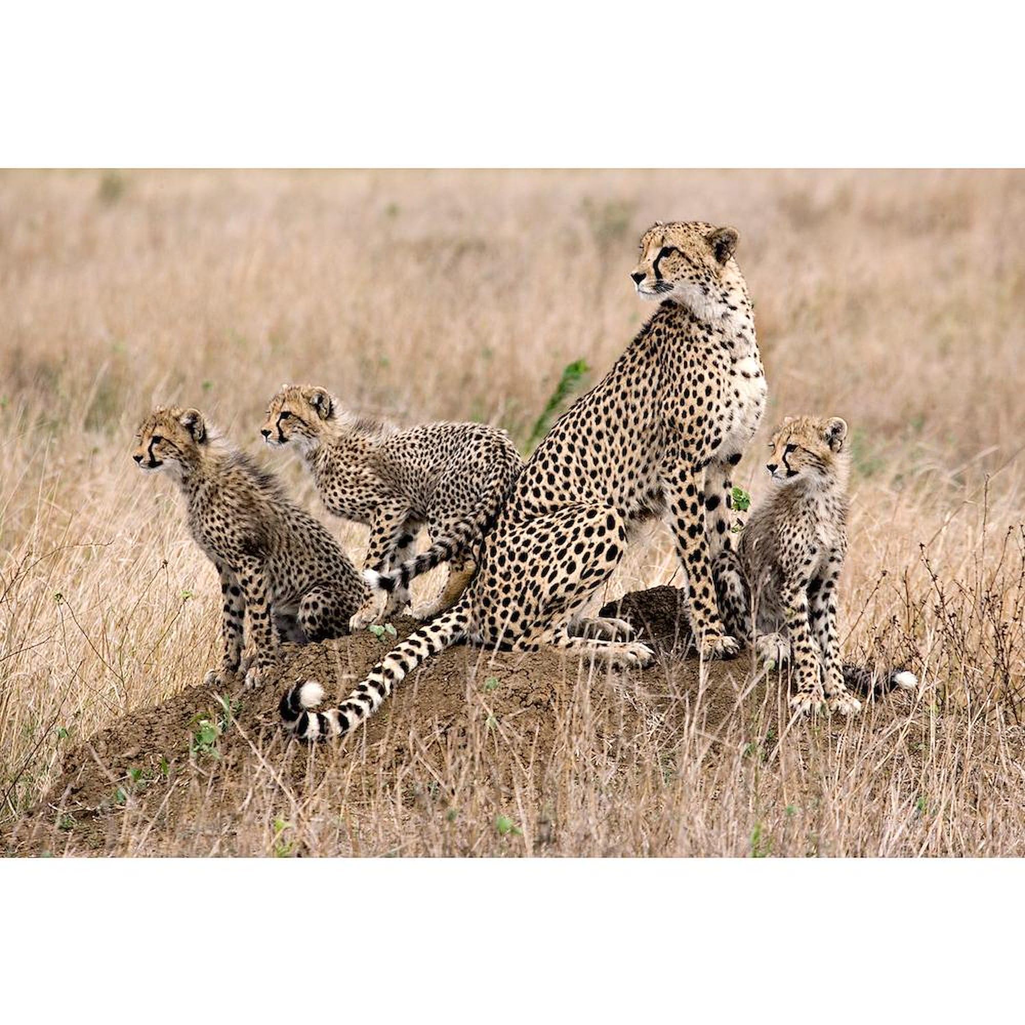 Cheetah Family Mug 11 oz (325 ml) - Ceramic Coffee Cup with Handle - Perfect for Family Gatherings, Office Use & Gift Giving