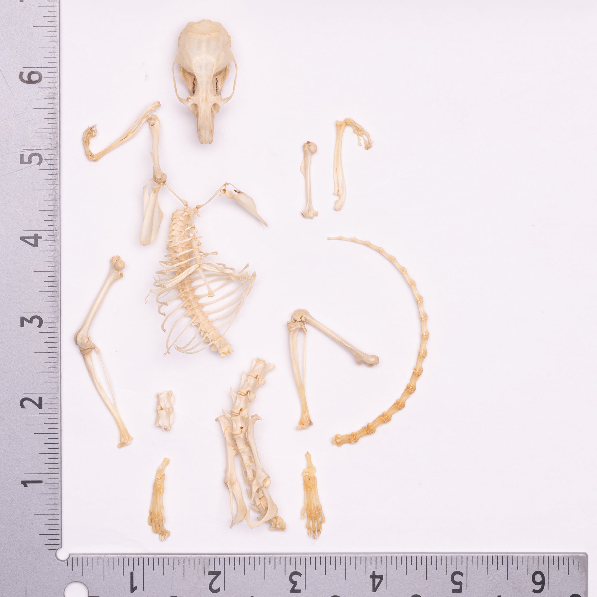 Real Desert Woodrat Skeleton - Disarticulated Specimen for Science Education, Biology Study & Natural History Collection | Perfect for Classroom, Museum & Research Use