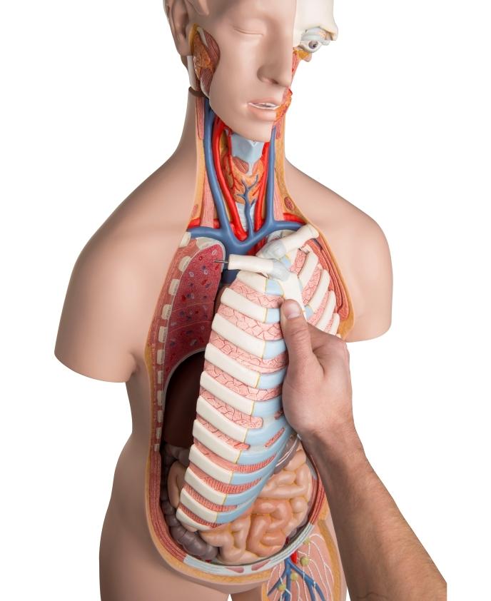Unisex Anatomical Torso Model with Removable Ribs & Open Back - 21-Part Human Body Anatomy Kit for Medical Students & Science Education