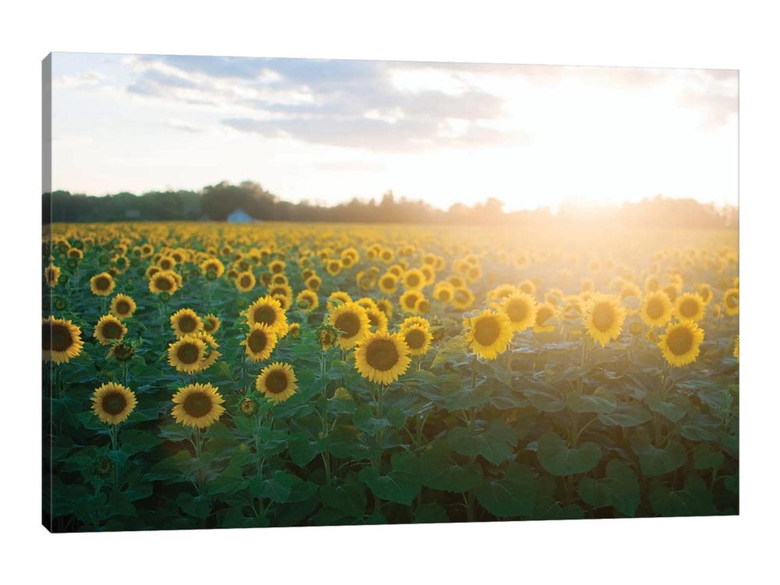 Sunflower Wall Art - Framed Yellow Sunflowers Field Canvas Painting, Nature Landscape Print for Kitchen & Bathroom Decor (24x36 Inches) - Perfect for Farmhouse, Boho & Modern Home Decor Styles