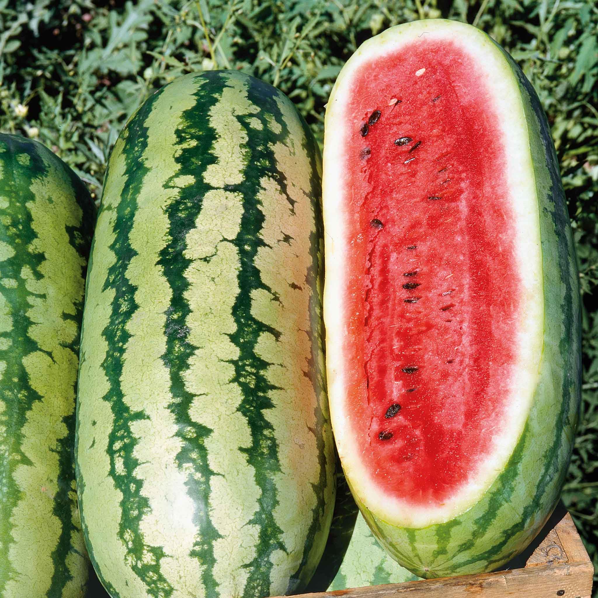 Eden Brothers Non-GMO Watermelon Seeds for Planting - Multiple Varieties | Easy to Grow Vegetable Seeds for Home Garden, Backyard Farming & Fresh Summer Snacks