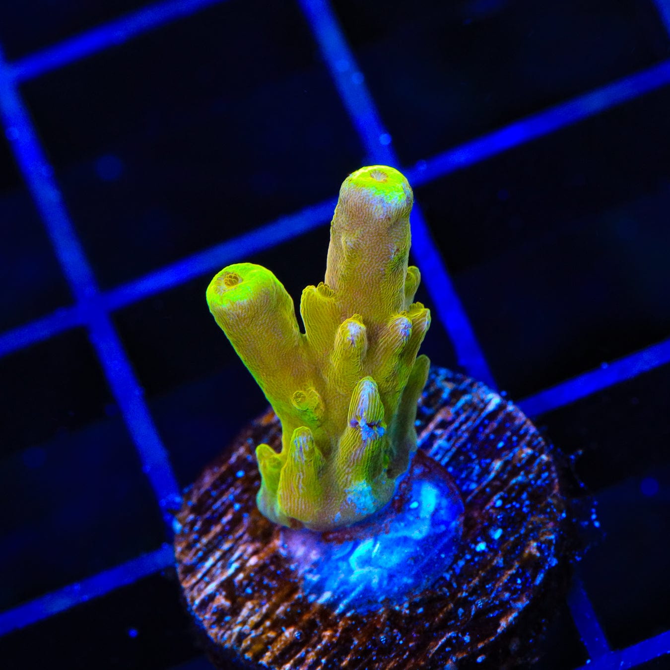 Premium CB Golden Jawdropper Acropora Coral for Saltwater Aquariums - Vibrant Coral for Reef Tanks & Marine Displays