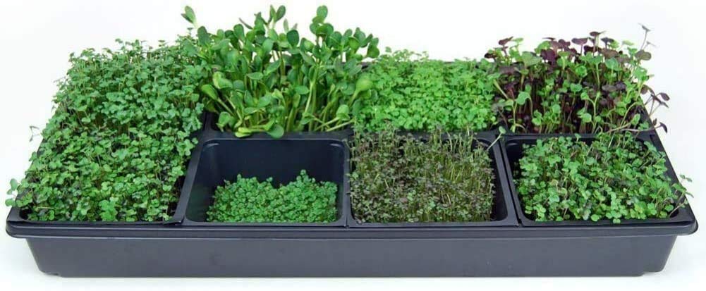 Organic Hydroponic Grow Pads for Wheatgrass & Microgreens - Handy Pantry Micro-Mat Minis 4