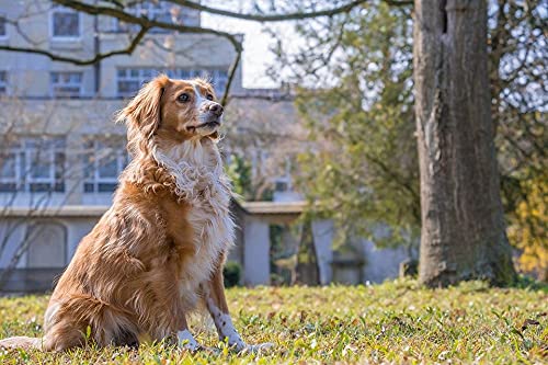 1000 Piece Wooden Jigsaw Puzzle - Golden Retriever Dog Puzzle for Adults & Kids - Challenging Family Game Night Activity for Home, School or Office Decor