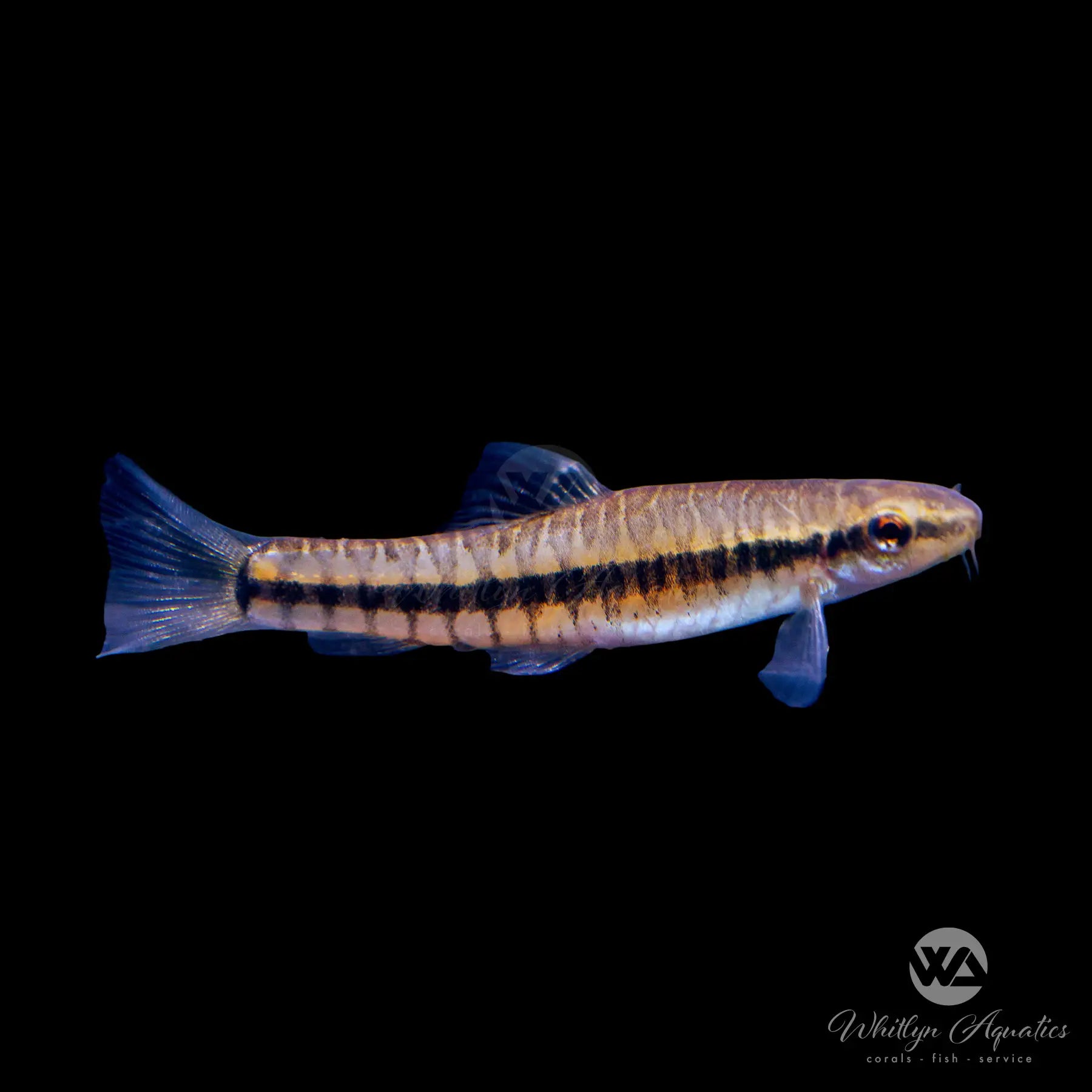 Mini Zebra Loach (Yunnanilus pulcherrimus) - Exotic Freshwater Aquarium Fish for Planted Tanks & Community Aquariums