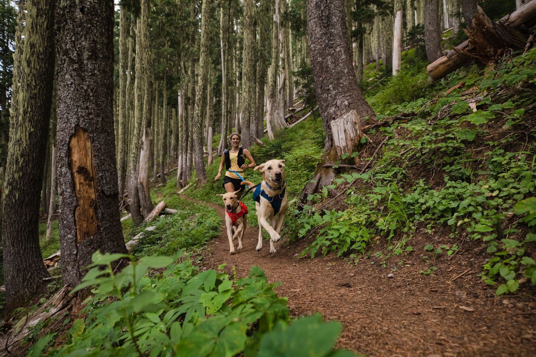 Ruffwear Minimalist Switchbak Dog Harness in Blue Moon - Lightweight & Adjustable for Hiking, Running & Outdoor Adventures