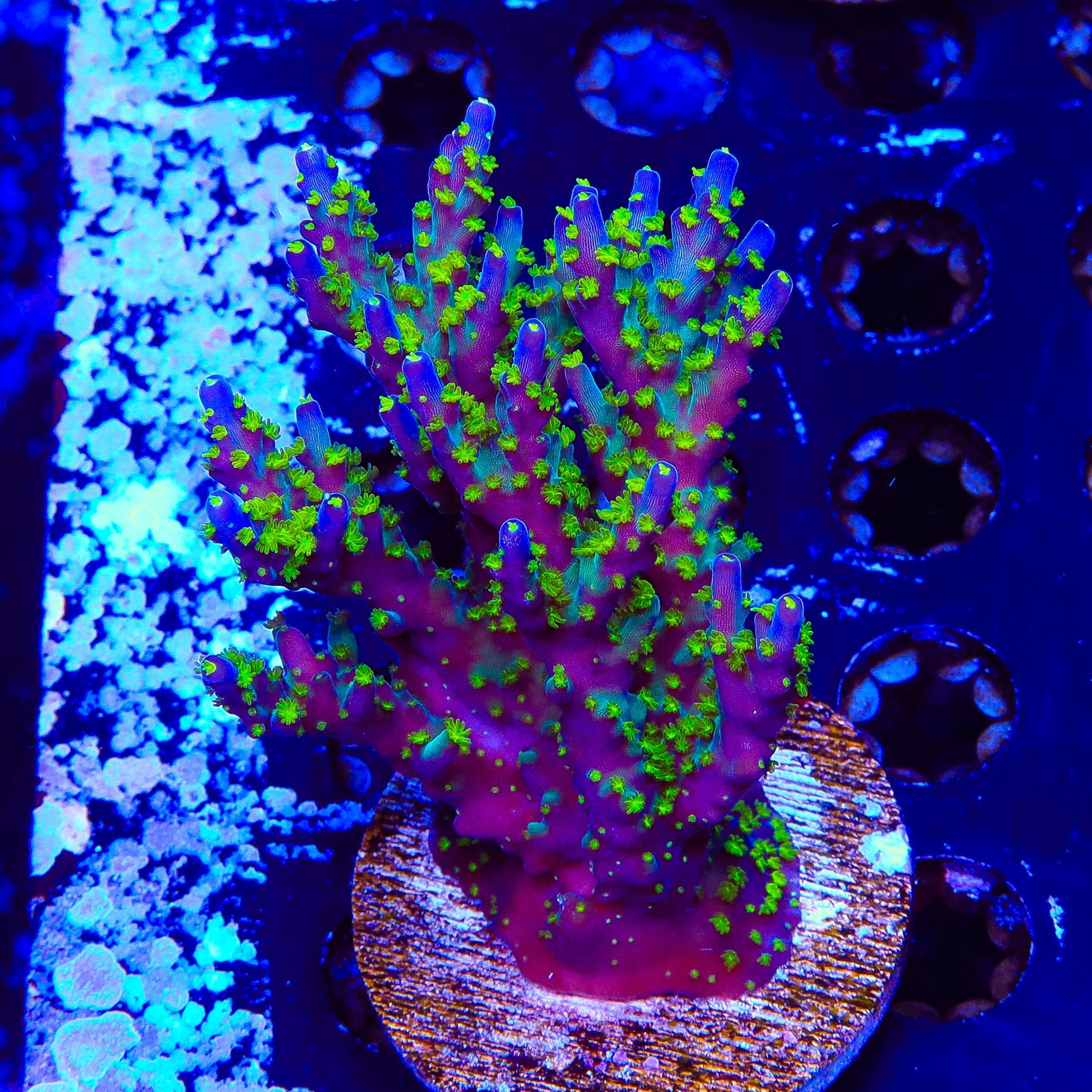 Garf Bonsai Acropora Colony Coral - Premium Saltwater Aquarium Coral for Reef Tanks | Perfect for Marine Aquascaping & Coral Propagation