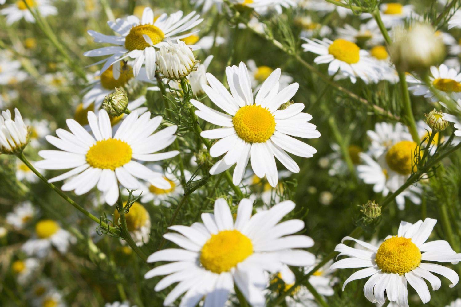 Cool Beans N Sprouts German Chamomile Seeds - 200 Count Pack for Home Gardening, Herbal Tea & Relaxation | Organic Planting, Indoor/Outdoor Use, DIY Aromatherapy