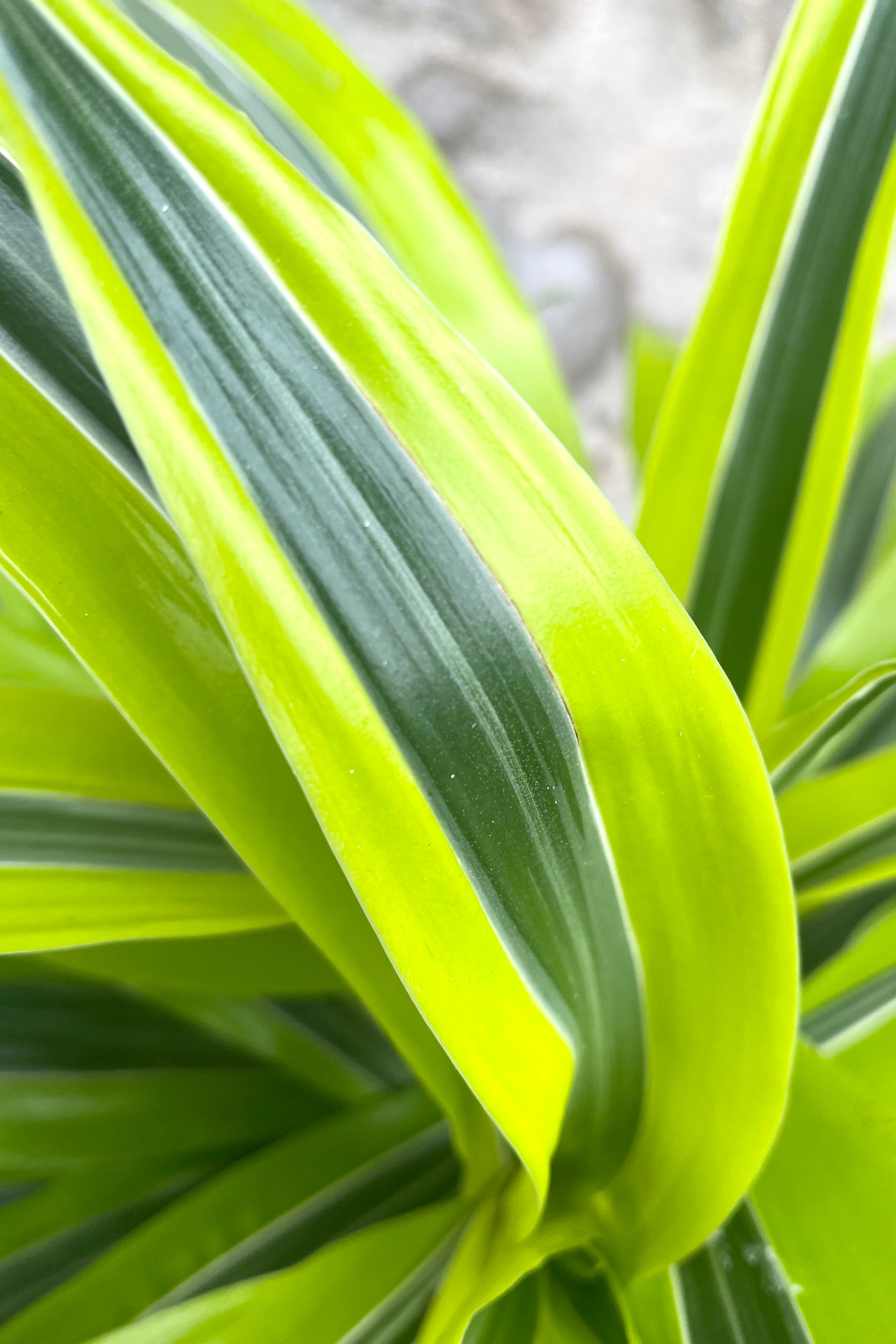Dracaena 'Green Stripe' Staggered Cane 8
