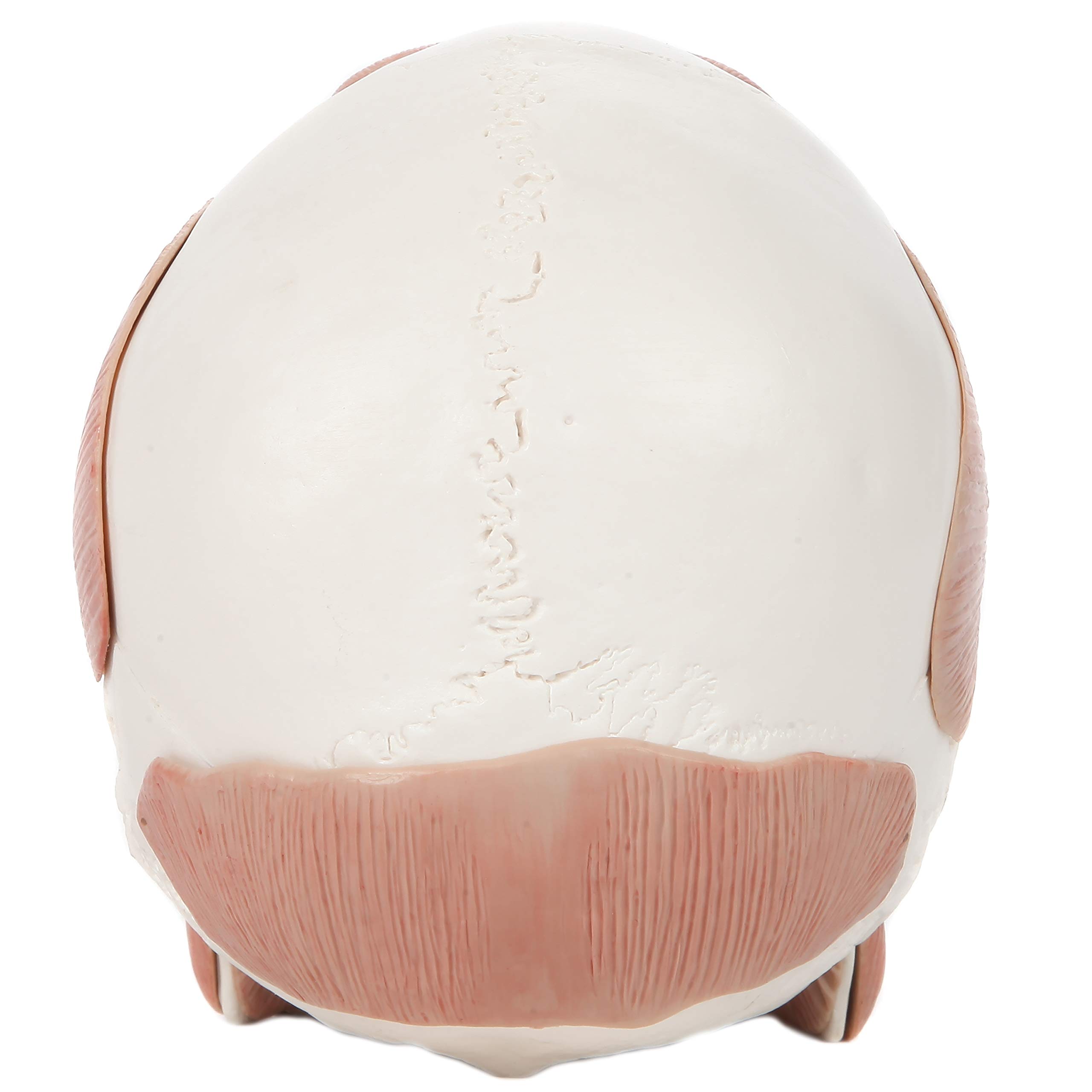 Axis Scientific Life-Size 3-Part Painted Human Skull Anatomy Model with Facial Musculature & 36 Removable Parts - Detailed Medical Skull Cap for Dental Students, Doctors & Anatomy Education - Perfect for Classroom Study, Medical Training & Scientific Research