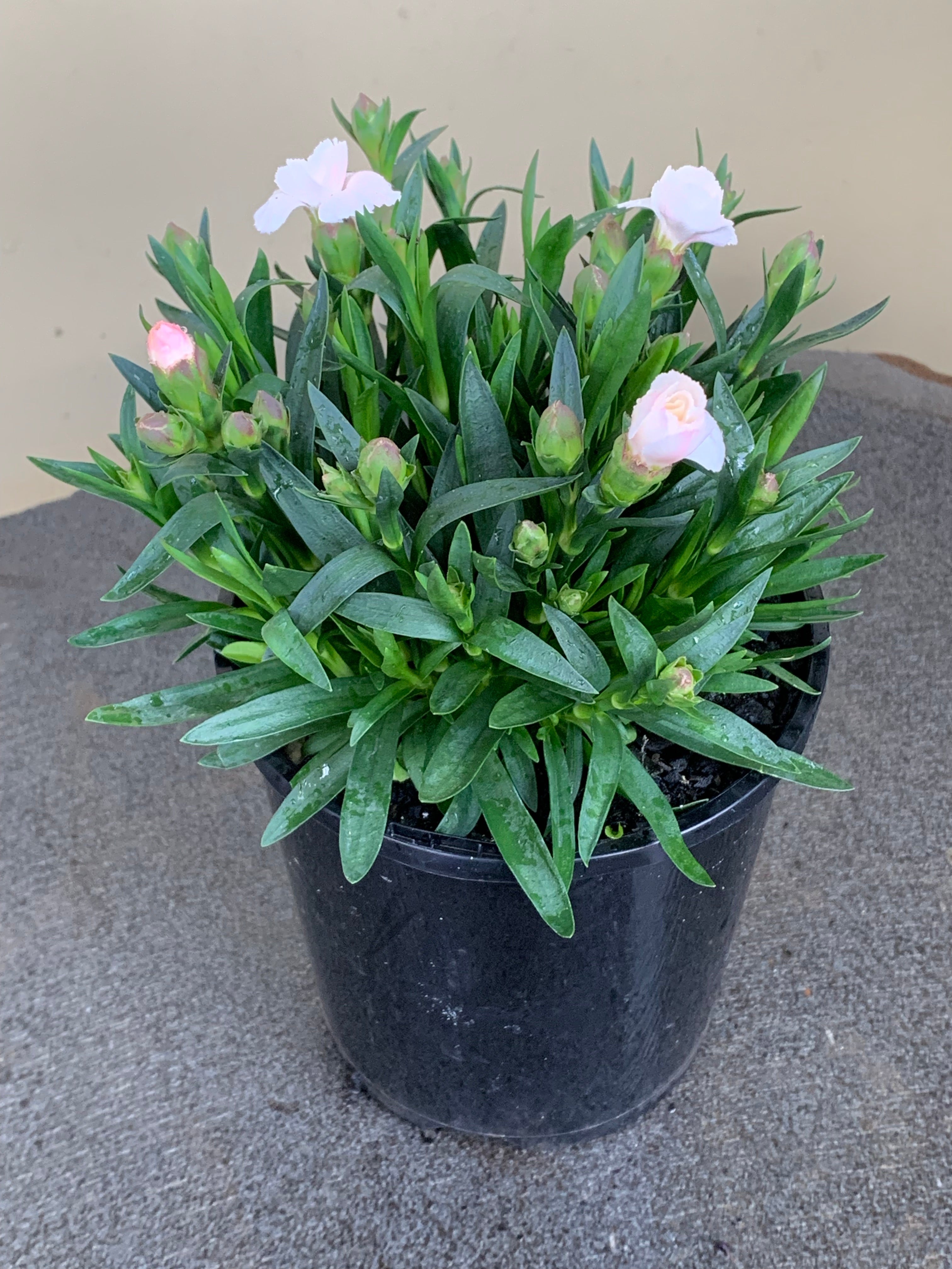 Carnation 'Oscar Series' Pale Pink Flowers - Fresh Cut Carnations for Bouquets, Wedding Centerpieces & Home Decor
