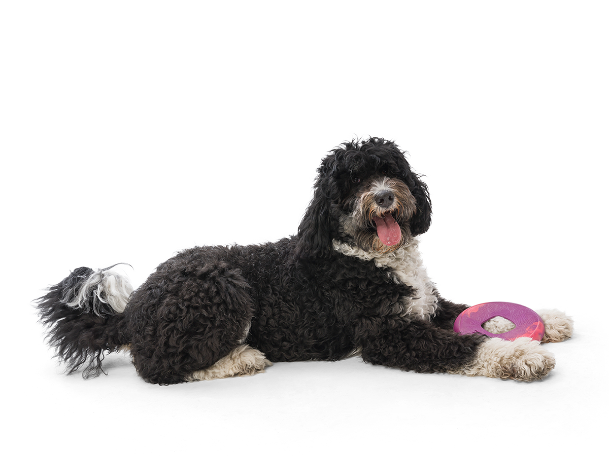 Saliz Seaflex Flying Disc Dog Toy - Durable Fetch Frisbee for Outdoor Play, Beach, Park & Backyard Fun - Best for Active Dogs & Puppies