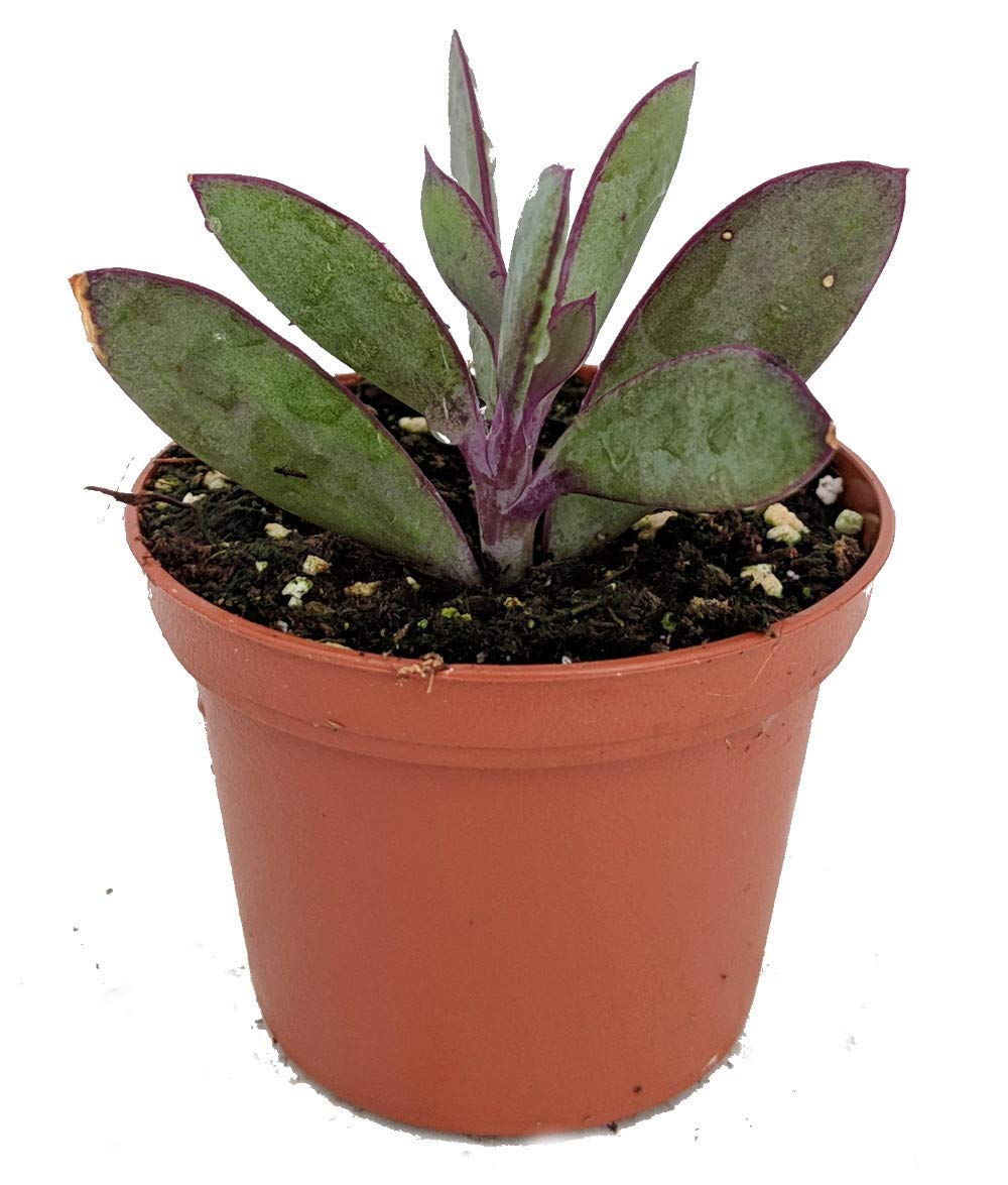 Vertical Leaf Succulent Plant - Senecio Crassissimus - Easy Care Indoor House Plant - 2.5