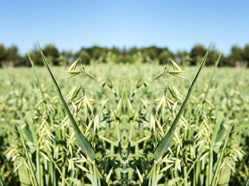 Organic Oat Microgreen Sprouting Seeds - Avena Sativa C22 (50 Seeds Sample or 2 Grams) | High-Yield, Nutrient-Rich Sprouts for Salads, Smoothies & Healthy Snacks