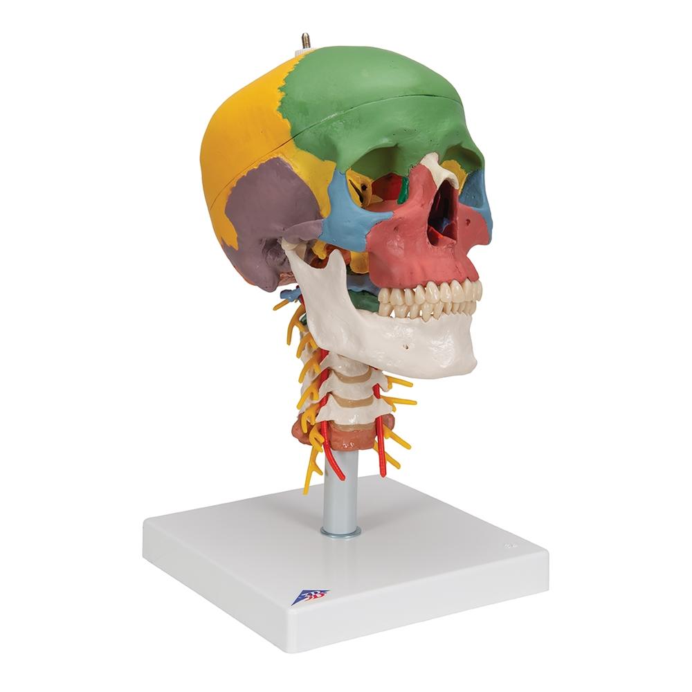 4-Part Didactic Skull Model with Cervical Spine - Human Anatomy Educational Tool for Medical Students & Dentists - Perfect for Classroom Study & Clinical Training