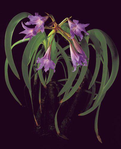 Botanica Magnifica: Stunning Portraits of the World's Most Extraordinary Flowers & Plants - Perfect for Home Decor, Botanical Art Lovers & Nature-Inspired Gifts