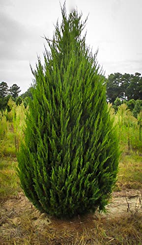 Spartan Juniper - 20 Live Trees - Juniperus Chinensis - Perfect for Landscaping, Privacy Hedges, and Garden Decor