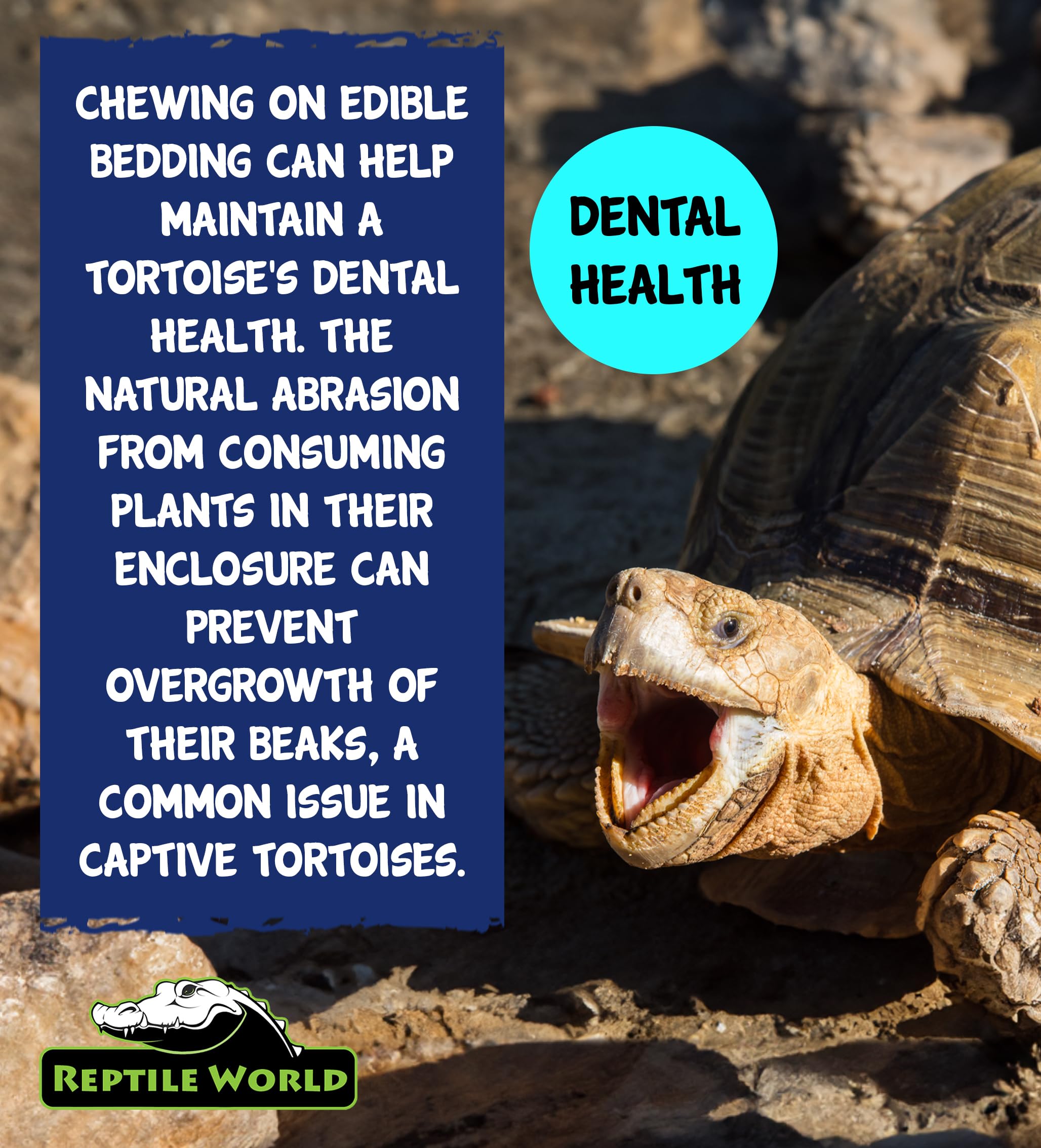 Premium 10L Reptile Tortoise Edible Bedding - Natural Readi Grass, Flowers & Leaves for Healthy Digestion | Safe Botanical Substrate for Terrariums, Habitats & Pet Enclosures