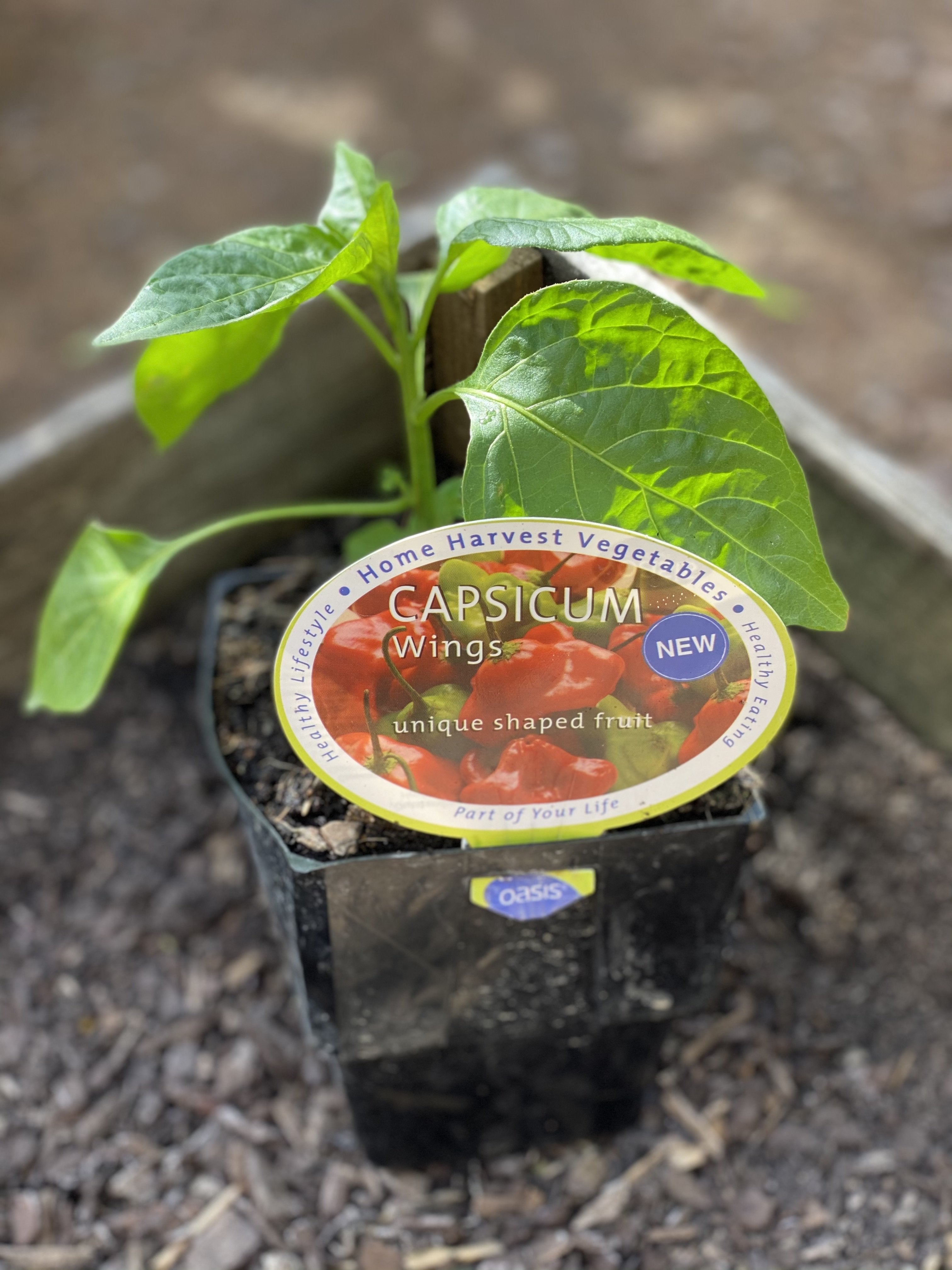 Hot Pepper 'Wings' Seeds - Super Spicy Chili Plant for Home Garden, Cooking & Hot Sauce Making - Perfect for Salsas, Stir-fries & Mexican Dishes