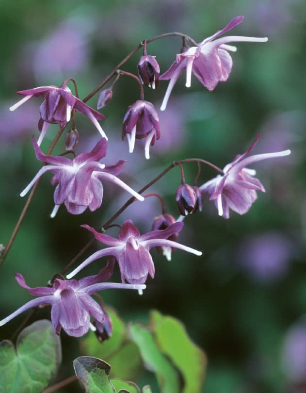Grow Your Own Garden: Complete Guide to Plant Propagation for Home Gardening | Indoor & Outdoor Planting Tips