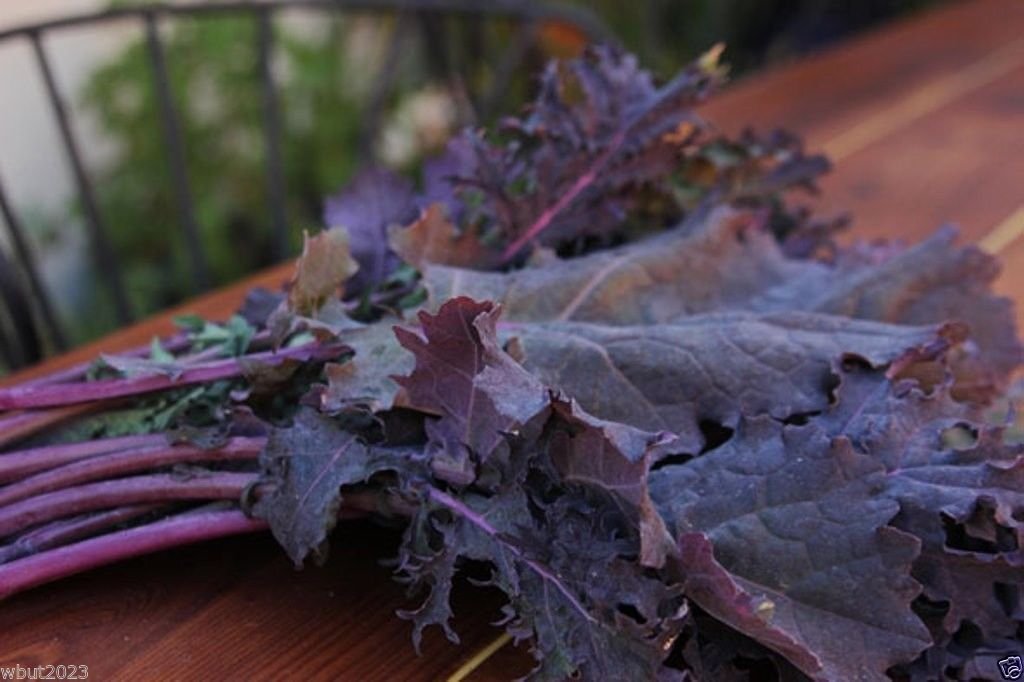 1000 Red Russian Kale Seeds - Non-GMO, Heirloom, Organic - Perfect for Home Gardening, Microgreens & Healthy Salads