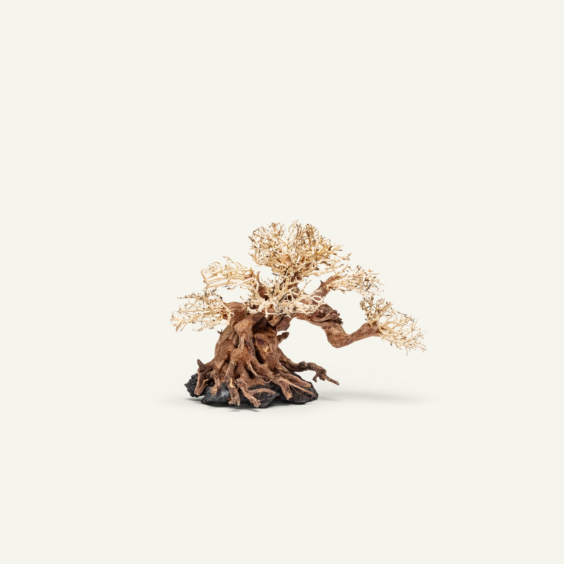 Premium Uns Bonsai 014 - Miniature Bonsai Tree for Home & Office Decor, Zen Garden, Gift Idea