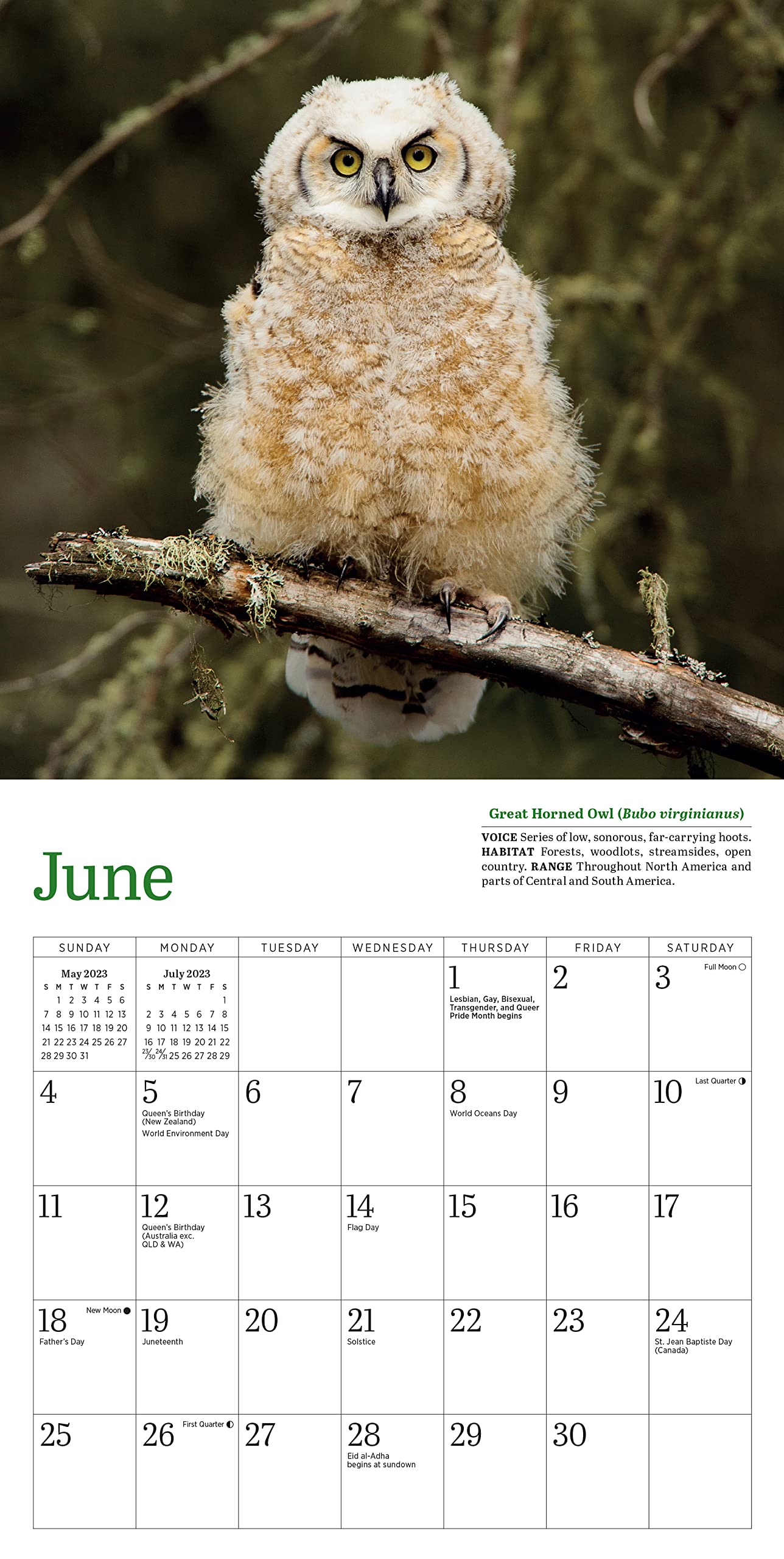 Audubon Little Owls Mini Wall Calendar 2023 - Cute Fluffy Round Owl Designs | Perfect for Home, Office, Classroom & Gift Giving