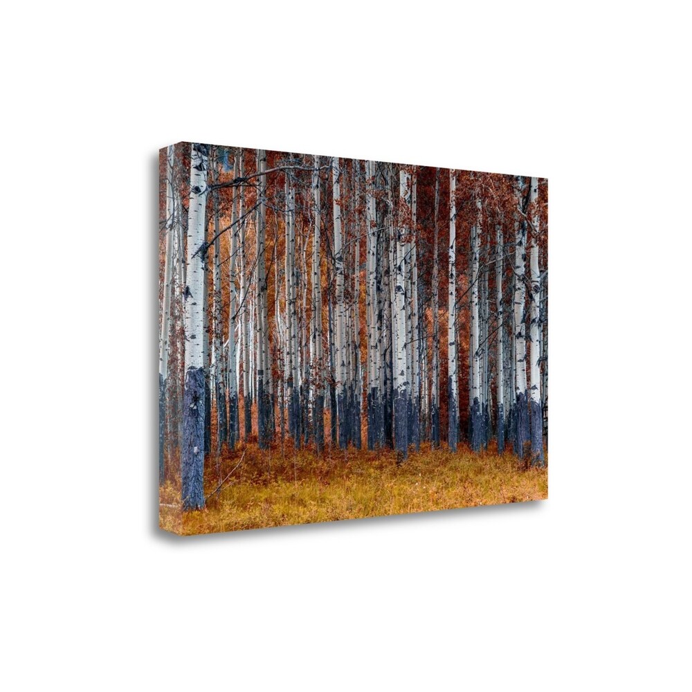 Autumn Forest by Vladimir Kostka - Premium Giclee Art Print on Gallery Wrapped Canvas, Ready to Hang Wall Decor for Living Room, Bedroom & Office