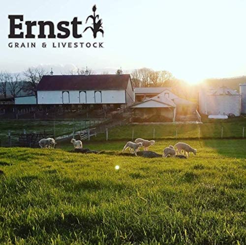 Premium Feed Grade Oats for Horses & Livestock - 50 lb Bag | High Protein Whole Grain Oats for Animal Nutrition, Farm & Stable Use