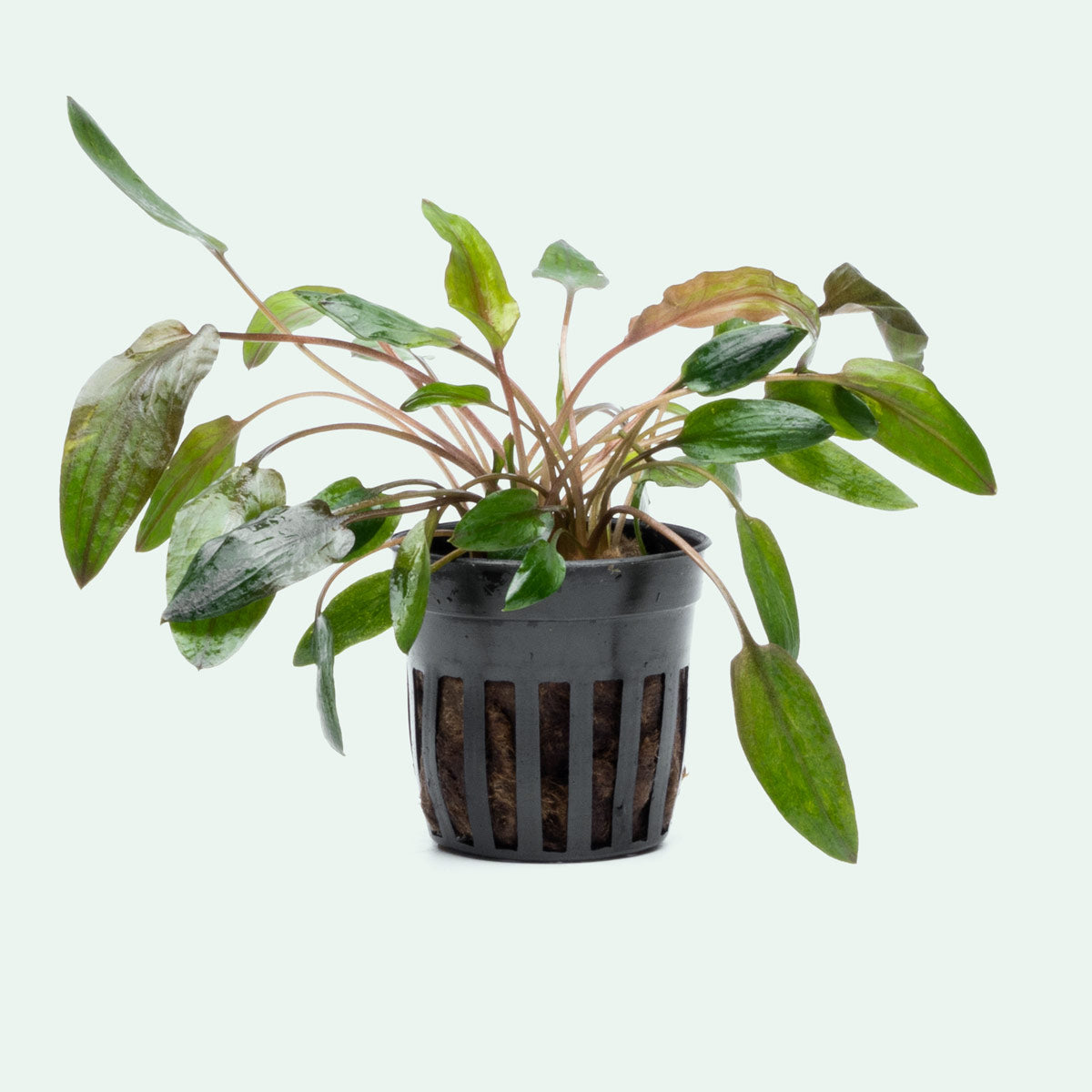 Cryptocoryne Florida Sunset Live Aquarium Plant - Easy Care Aquatic Plant for Freshwater Fish Tanks | Perfect for Aquascaping, Shrimp Tanks & Community Aquariums