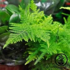 Premium Asparagus Fern Seeds Mix (15 Count) - Includes Asparagus Sprengeri, Plumosa & Meyeri Varieties - Perfect for Indoor Houseplants, Hanging Baskets and Garden Landscaping