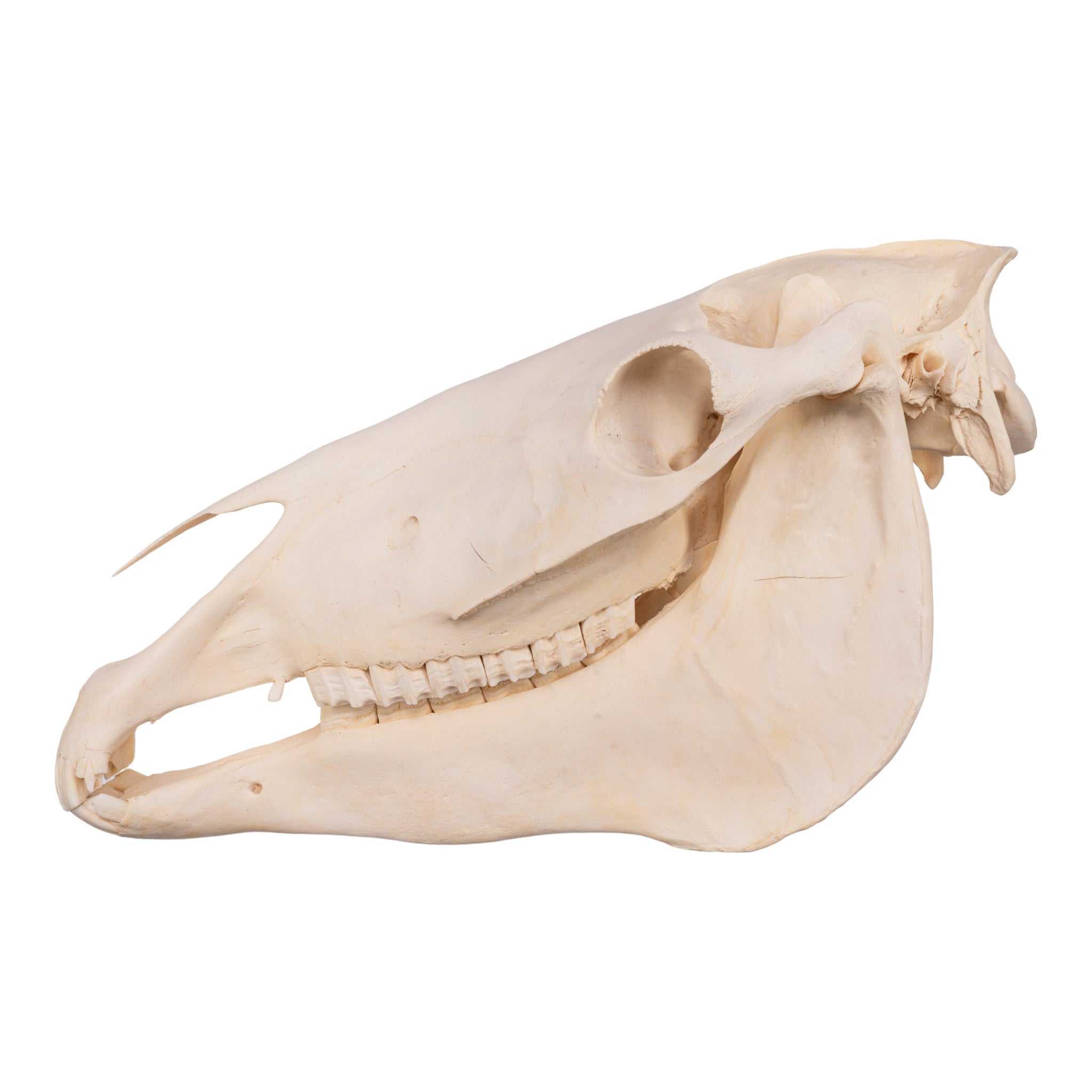 Real Horse Skull - Authentic Animal Bone Specimen for Taxidermy, Gothic Decor, and Educational Use | Perfect for Halloween, Oddity Collectors, and Science Classrooms
