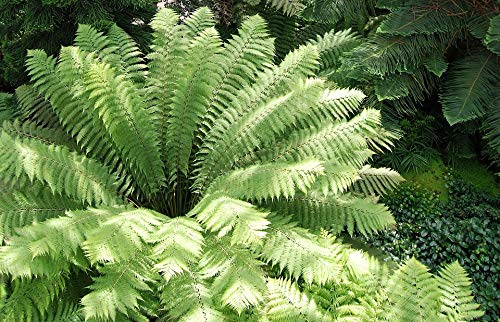 20x30 Inch Fern Green Leaf Botanical Laminated Poster - Vibrant Colors & High-Quality Print - Perfect for Home Decor, Office, Dorm Room & Gift Giving