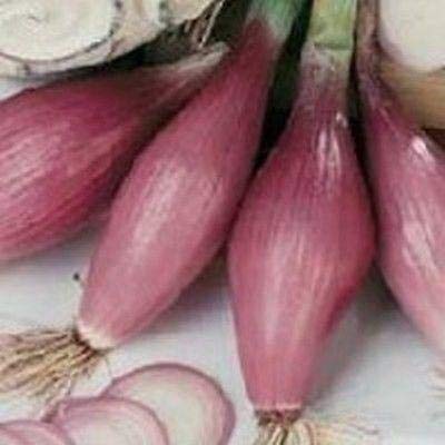 Tropeana Lunga Onion Seeds - Long Torpedo Shaped Rose Colored Sweet Onions (100 Seeds) - Perfect for Italian Cuisine, Salads, and Gourmet Cooking