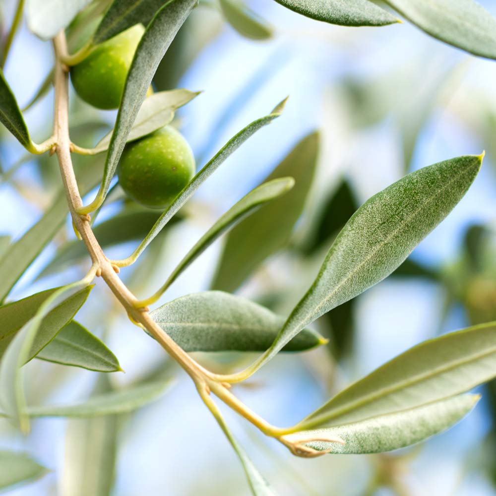 PERFECT PLANTS Arbequina Olive Tree Live Plant 4-5 Feet Tall - Indoor/Outdoor Fruit Bearing Tree with Care Guide - Perfect for Home Gardens, Patios & Mediterranean Landscaping