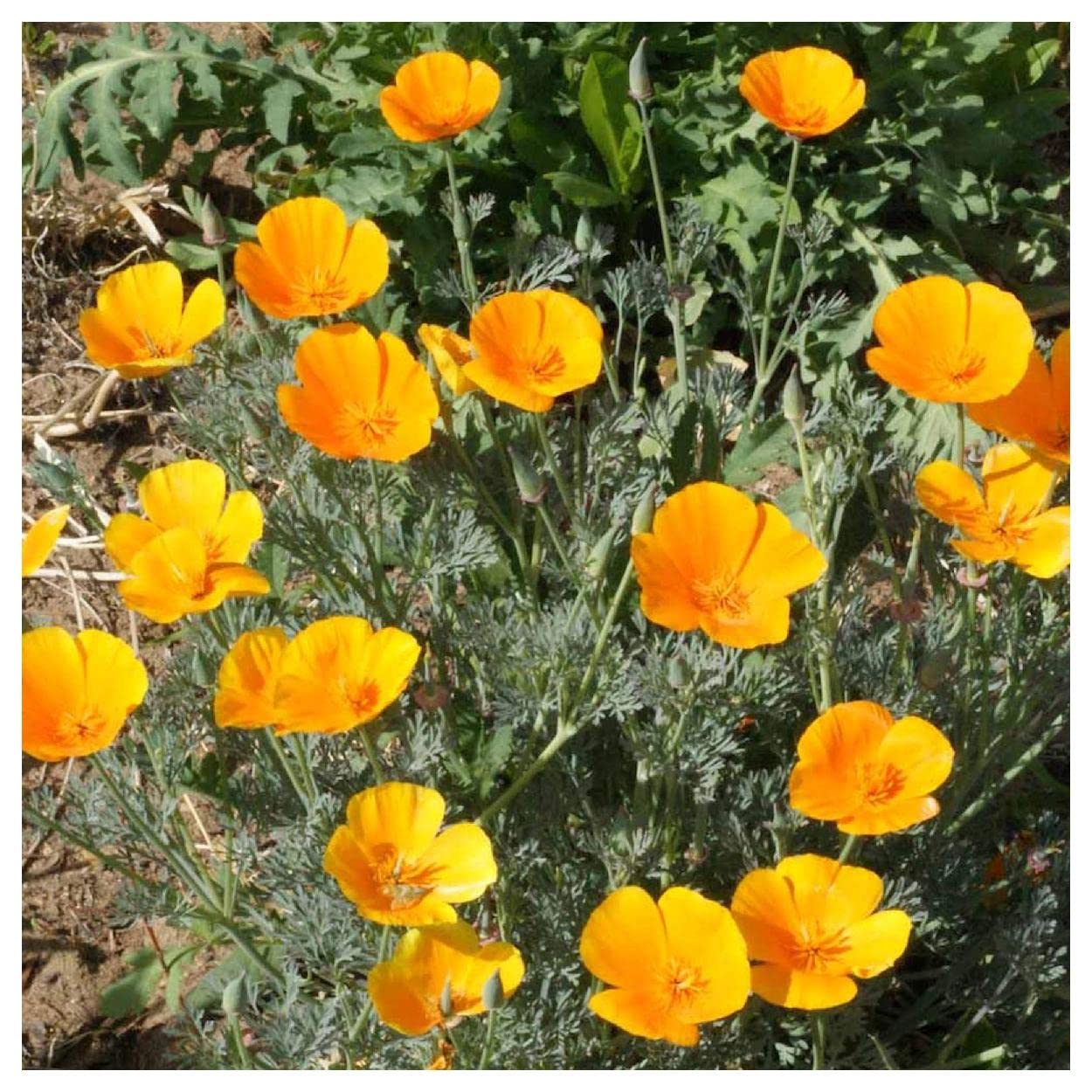 Everwilde Farms - 1000 Orange California Poppy Native Wildflower Seeds - Gold Vault Jumbo Seed Packet for Gardening, Landscaping & Pollinator Gardens