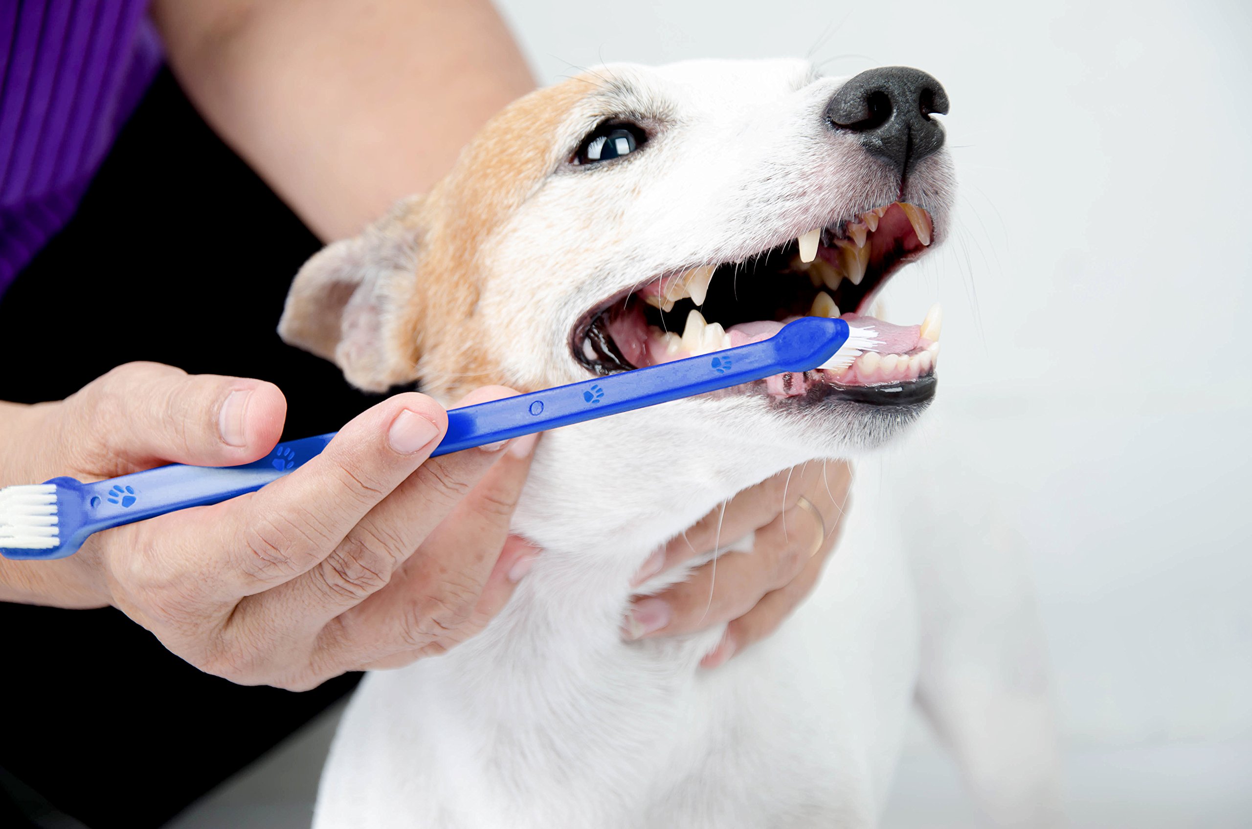 Pet Dog Toothbrush Set - Soft Bristles for Gentle Cleaning - Dental Care Kit for Small & Large Dogs - Perfect for Daily Oral Hygiene at Home