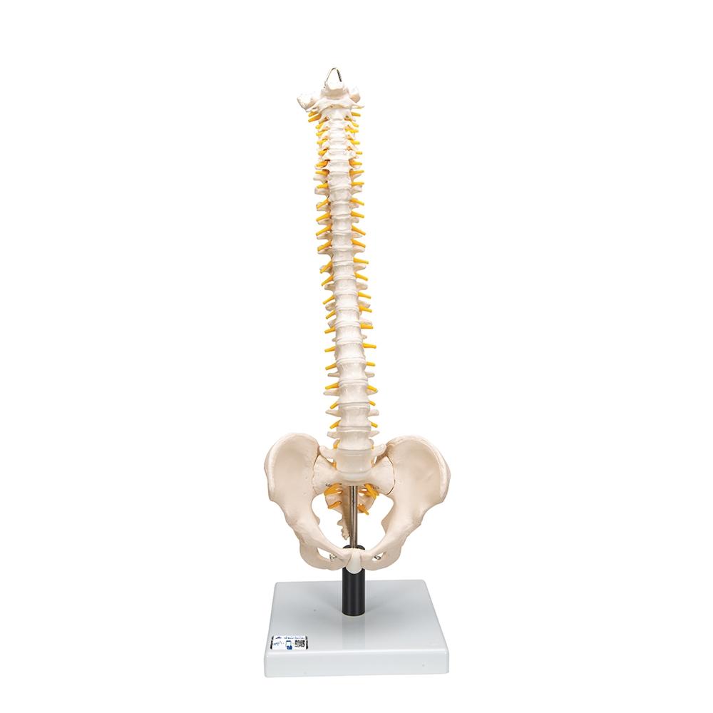 Flexible Spine Model with Soft Intervertebral Discs - Human Anatomy Educational Tool for Medical Students & Chiropractors