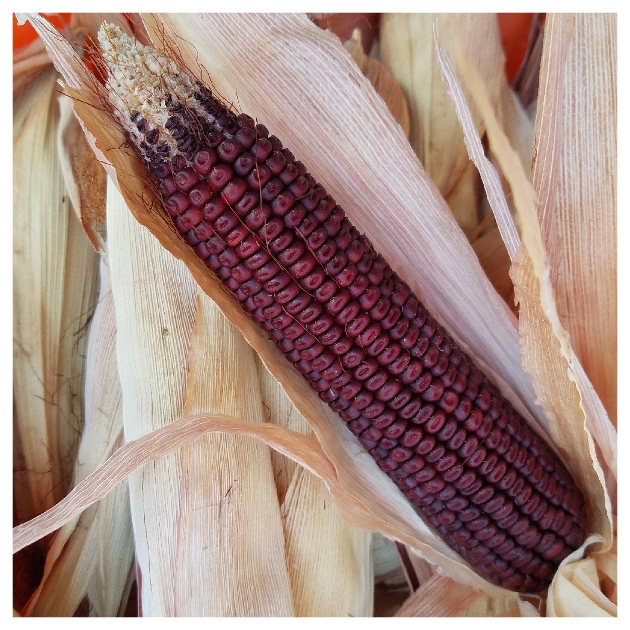 Organic Bloody Butcher Ornamental Corn Seeds (1 Oz) - Non-GMO Heirloom Seeds for Gardening, Landscaping & Fall Decor - Gold Vault Packet by Everwilde Farms