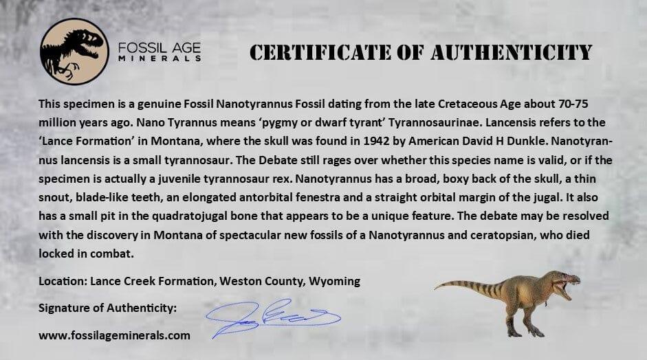 Authentic Nanotyrannus Tyrannosaurus Fossil Tooth - Rare Dinosaur Fossil from Lance Creek, Wyoming with COA - Perfect for Paleontology Collections & Educational Displays