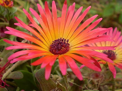 200 Mixed Colors Ice Plant Mesembryanthemum Daisy Flower Seeds - RSC2A6R - Perfect for Trays, Pots, Rock Gardens & Drought-Tolerant Landscaping