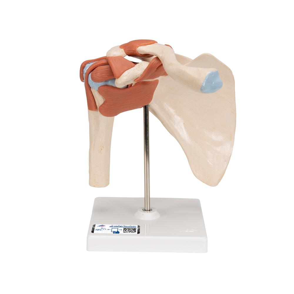 Premium Shoulder Joint Model - Anatomically Accurate Medical & Educational Tool for Students, Doctors & Physical Therapists - Perfect for Classroom, Clinic & Home Study