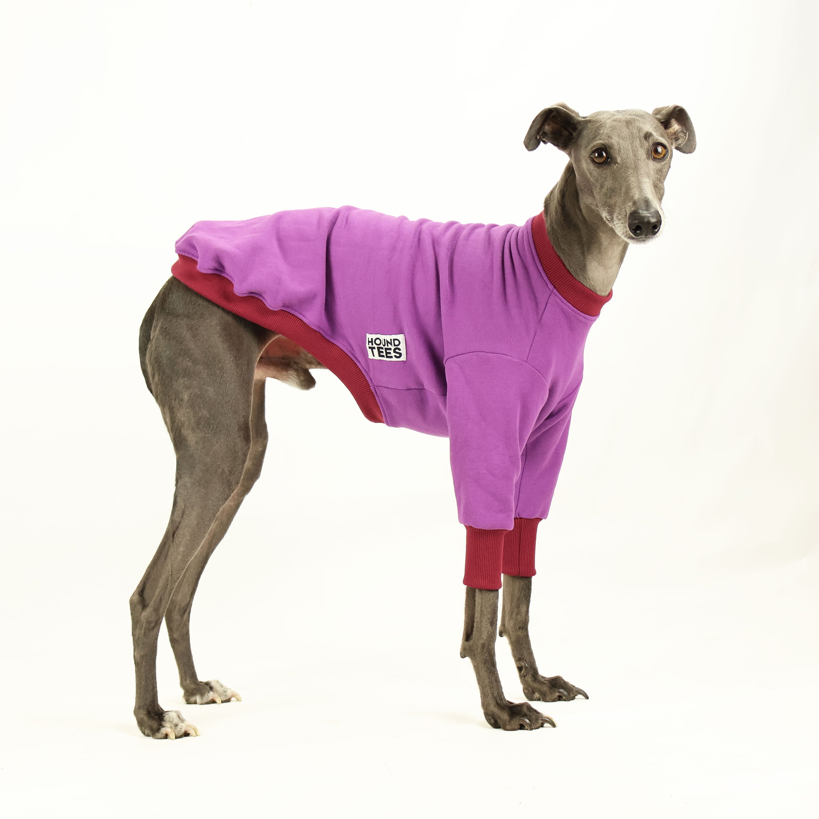 Zoom Whippet Sweater - Cozy & Stylish Dog Sweater for Small Breeds - Perfect for Winter Walks & Indoor Comfort