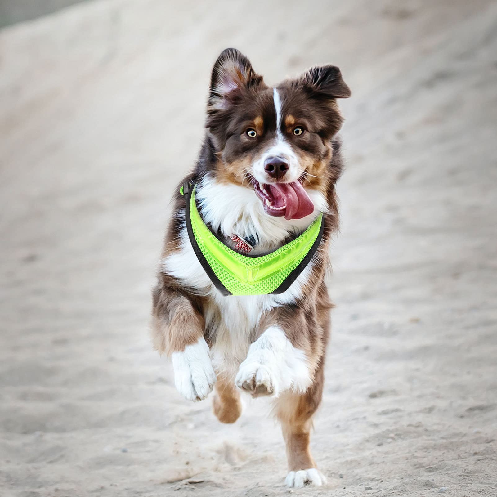**Mobestech LED Dog Vest Harness - Large Reflective Glowing Pet Harness with Light Up Function for Night Safety - Blue - Perfect for Night Walks, Jogging, and Outdoor Adventures**