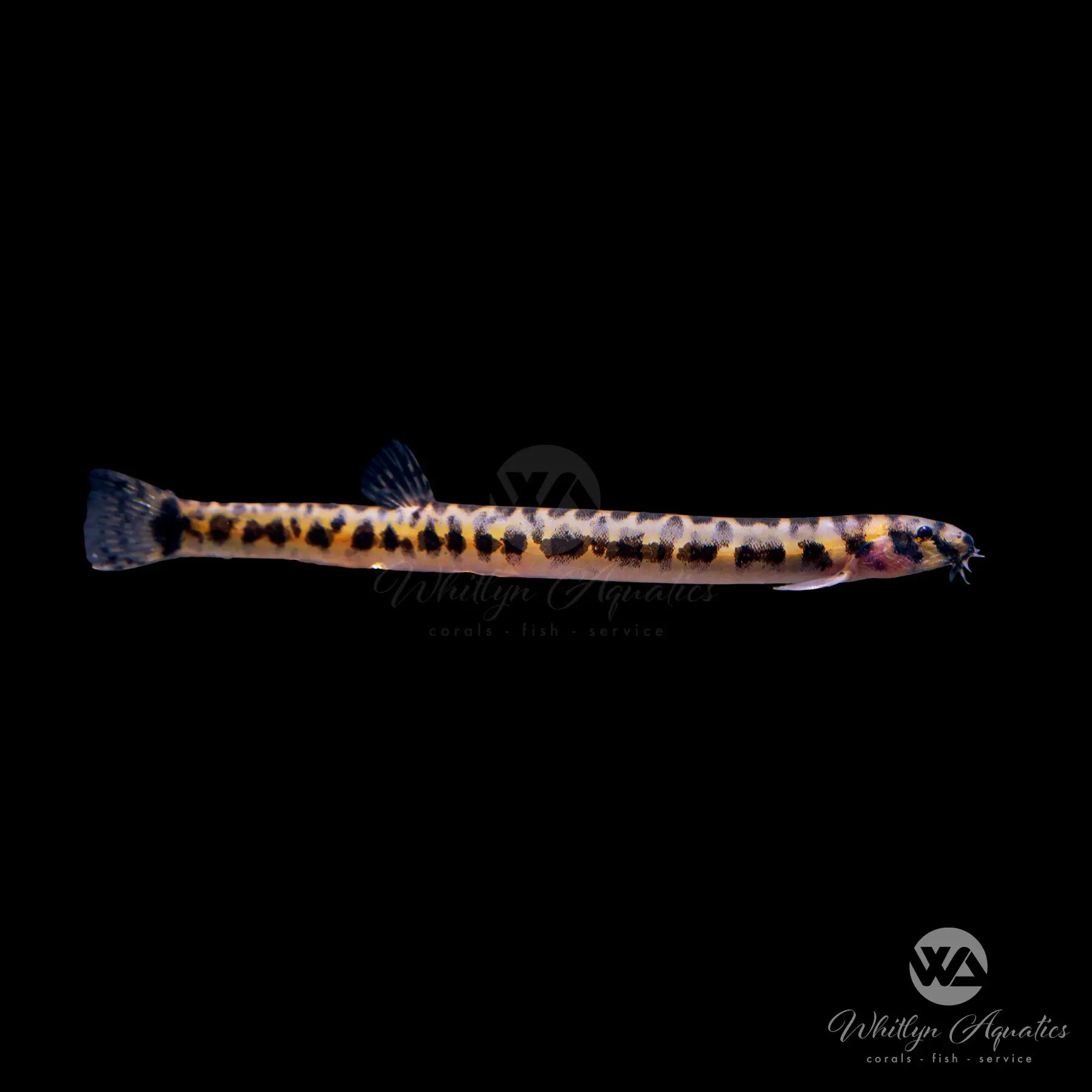 Spotted Kuhli Loach (Pangio muraeniformis) - Freshwater Aquarium Fish for Tropical Tanks & Community Aquariums